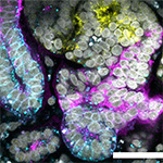 A microscope image of a biogel